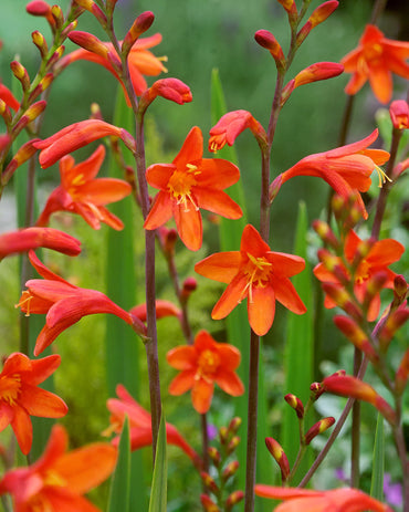 Fire King Crocosmia