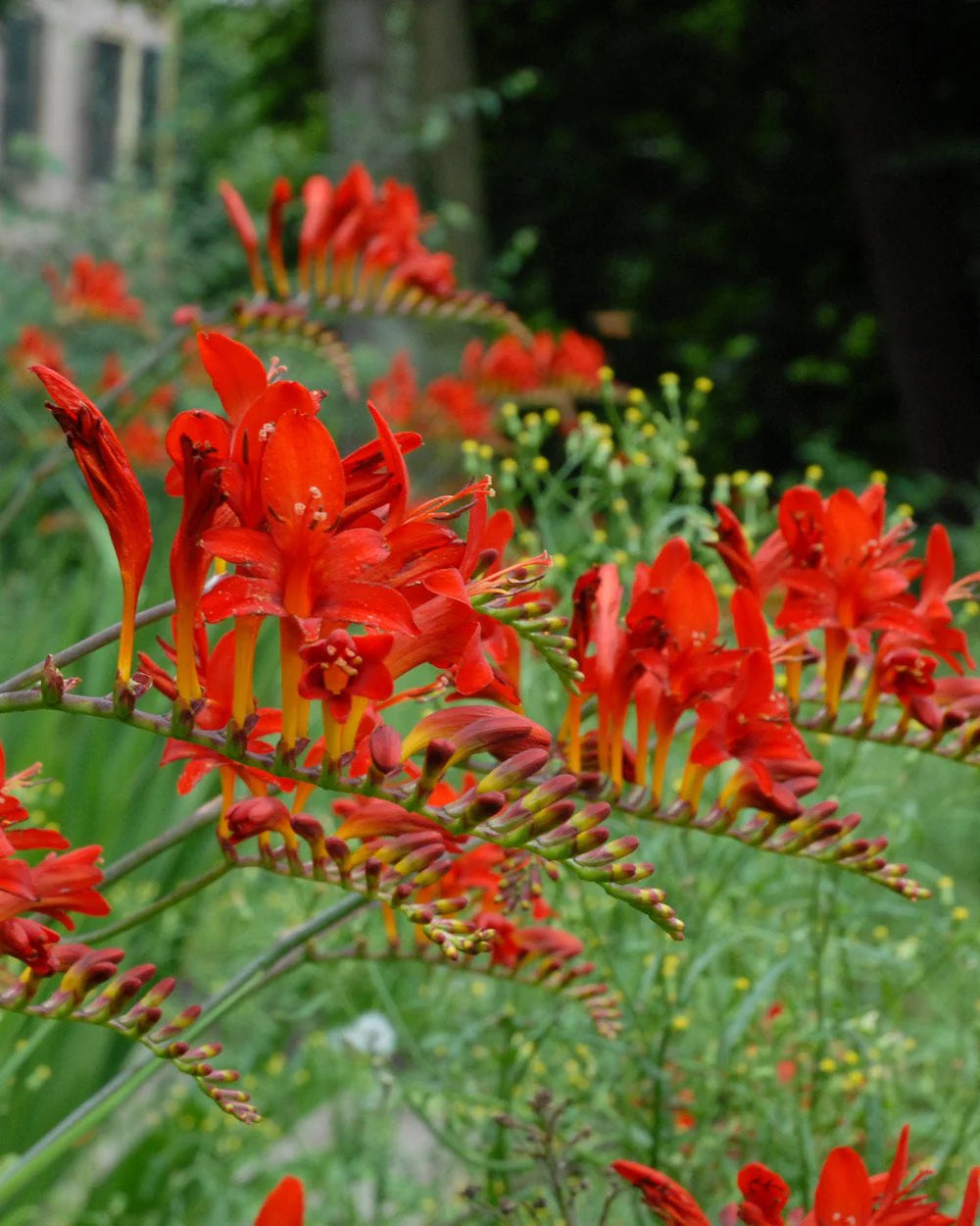 Lucifer Crocosmia
