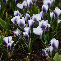 Snow Crocus- Prins Claus