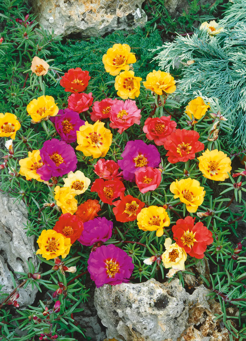 Portulaca- Double Flowered Mix