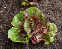 Fiero – Organic Radicchio Seed