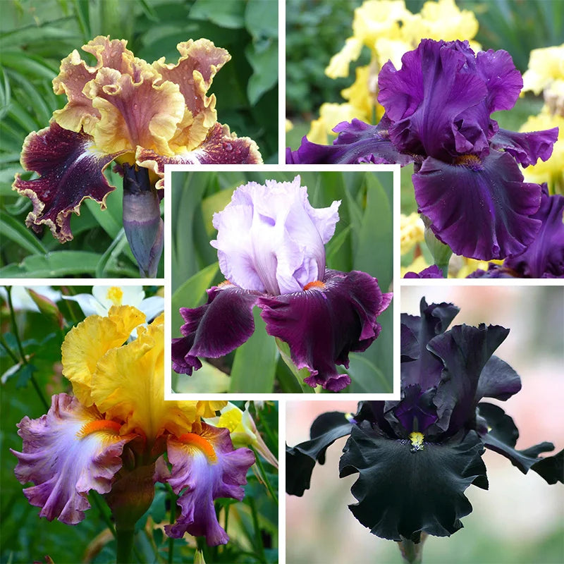 Showtime Bearded Iris Collection