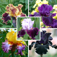 Showtime Bearded Iris Collection