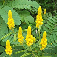 Heirloom Senna Alata Flower Seeds for Planting, Non-GMO - Senna for planting in home garden