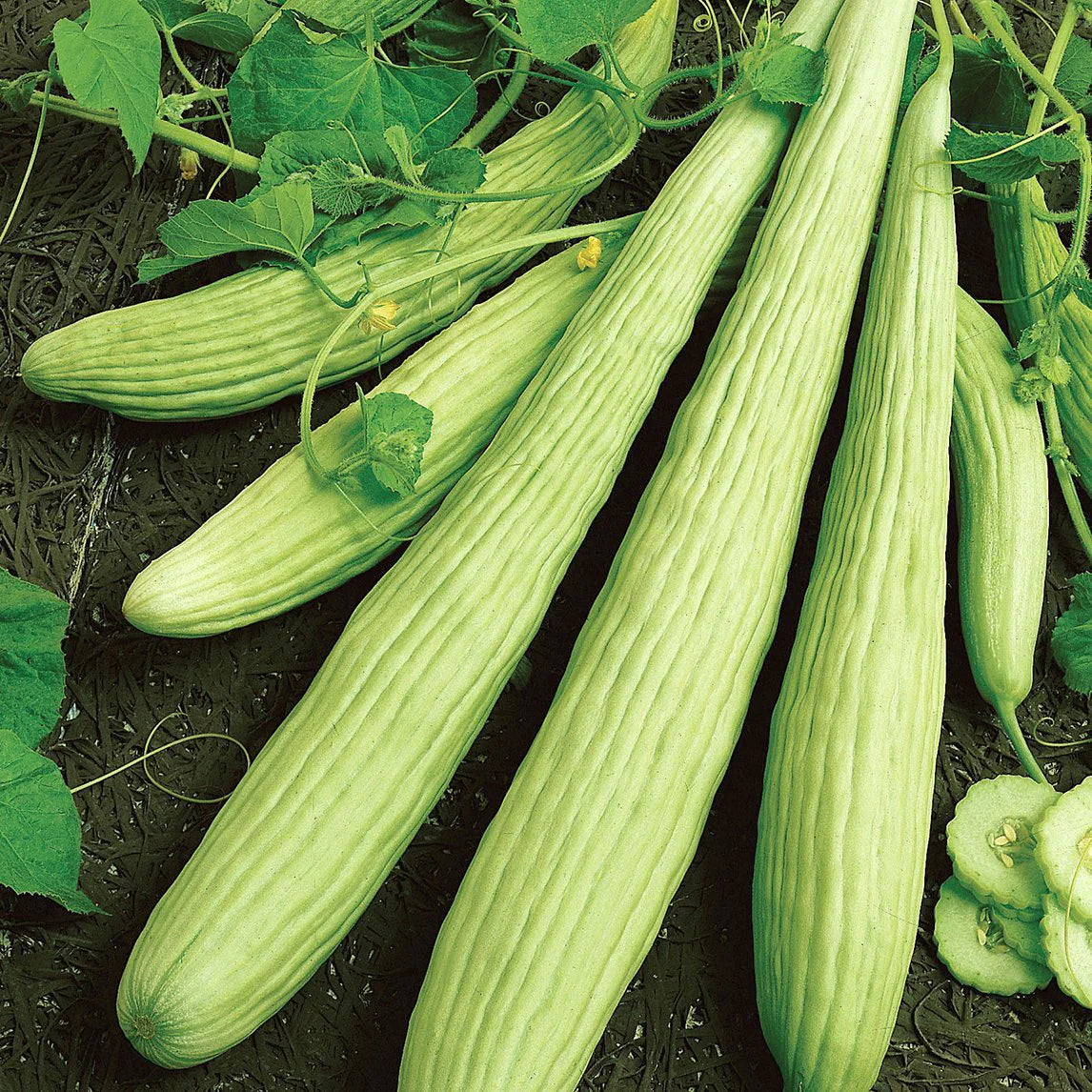 Cucumber- Armenian