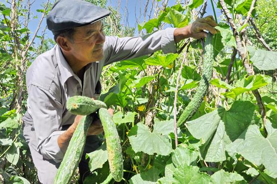 cucumber vegetable seeds for home garden