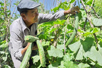 cucumber vegetable seeds for home garden