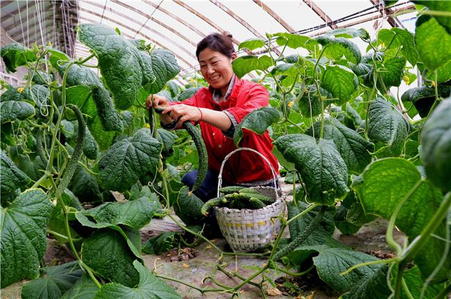 cucumber vegetable seeds for home garden