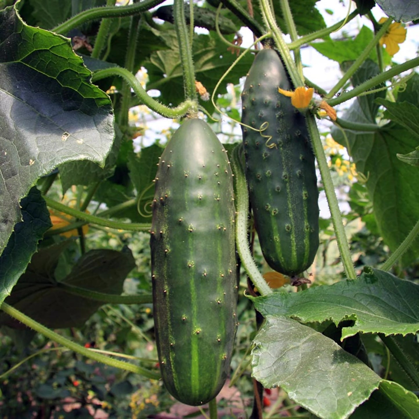 Bristol – Cucumber Seed