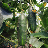 Bristol – Cucumber Seed