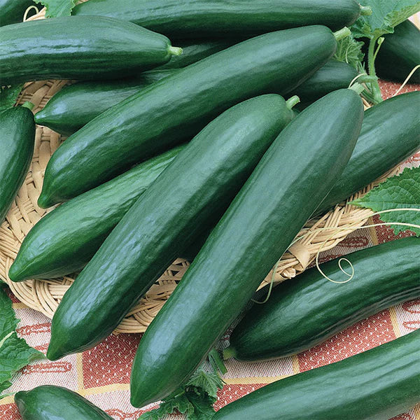 Heirloom Burpless Cucumbers (mild taste, easier to digest) Tasty Green Cucumber Seeds for Planting - Non-GMO Seeds