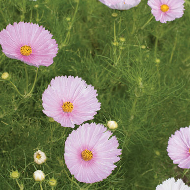 Cosmos Cupcakes Blush' Flower Seeds for Planting – Vibrant Blooms, Heirloom Garden Seeds