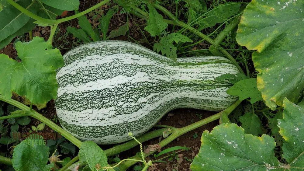 Green Striped Cushaw – Pumpkin Seed