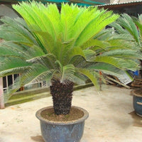 Green Cycas revoluta seeds for ornamental garden planting