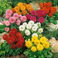 Deluxe Dahlia Mixture