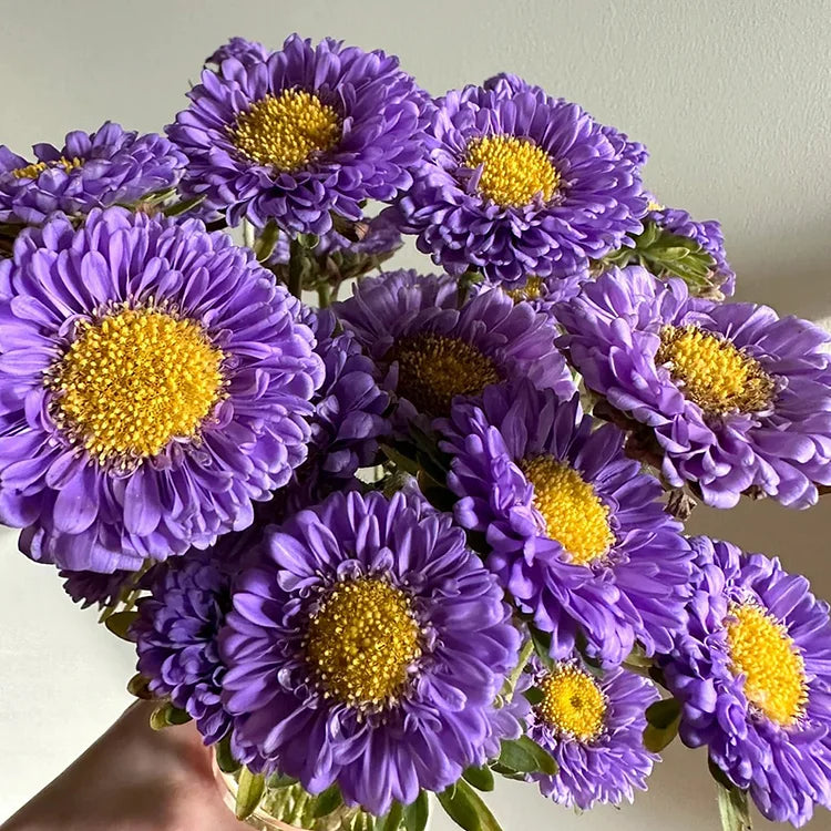 Callistephus Chinensis Flower Seeds