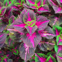 Coleus Rainbow Dragon Seeds
