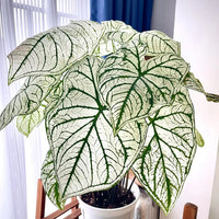 Colored Caladium Seeds