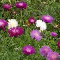 Cornflower Seeds – Imperialis Mix