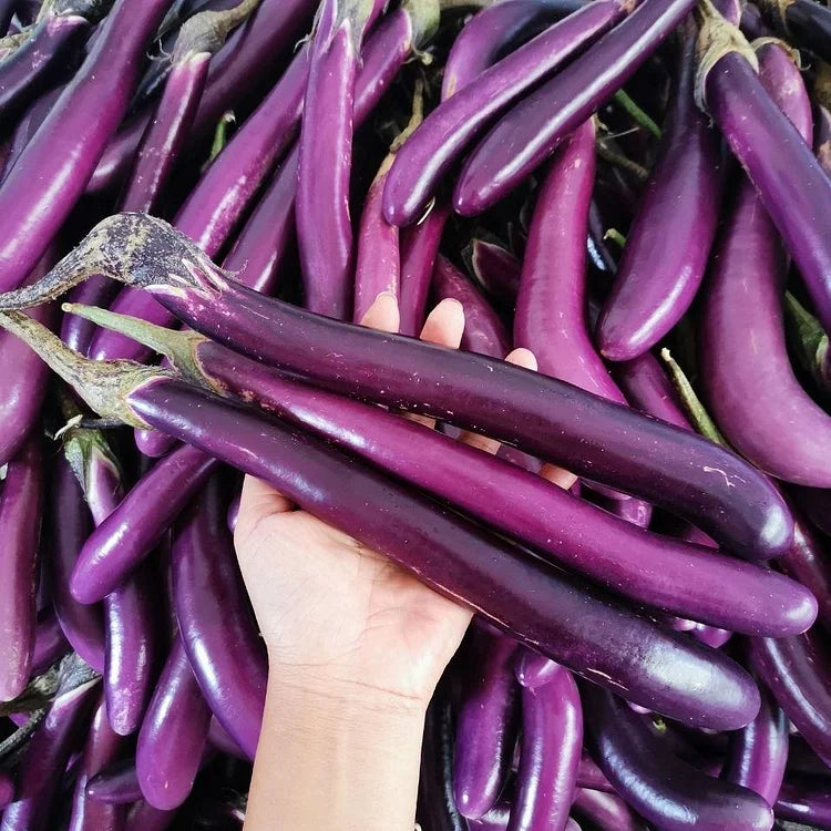 Long Slender Eggplant Seeds