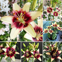 Ink Tender Asia Lily Seeds