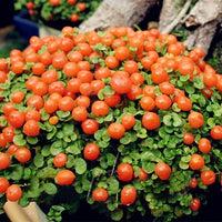 Egrow Lamp Beads Grass Seeds