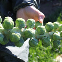 Brussels Sprouts Marte Seeds