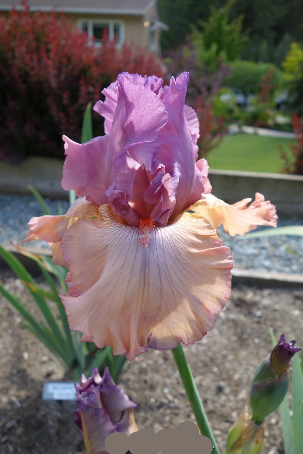 Finishing School Bearded Iris Seeds