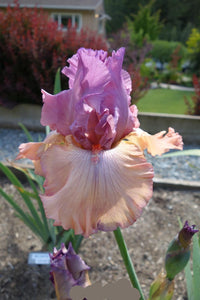 Finishing School Bearded Iris Seeds