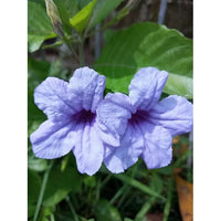 Heirloom Ruellia humilis Seeds – Non-GMO Flower Seeds for Planting