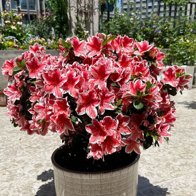 Deciduous Azalea Seeds