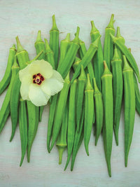 Clemson Spineless – Organic Okra Seed