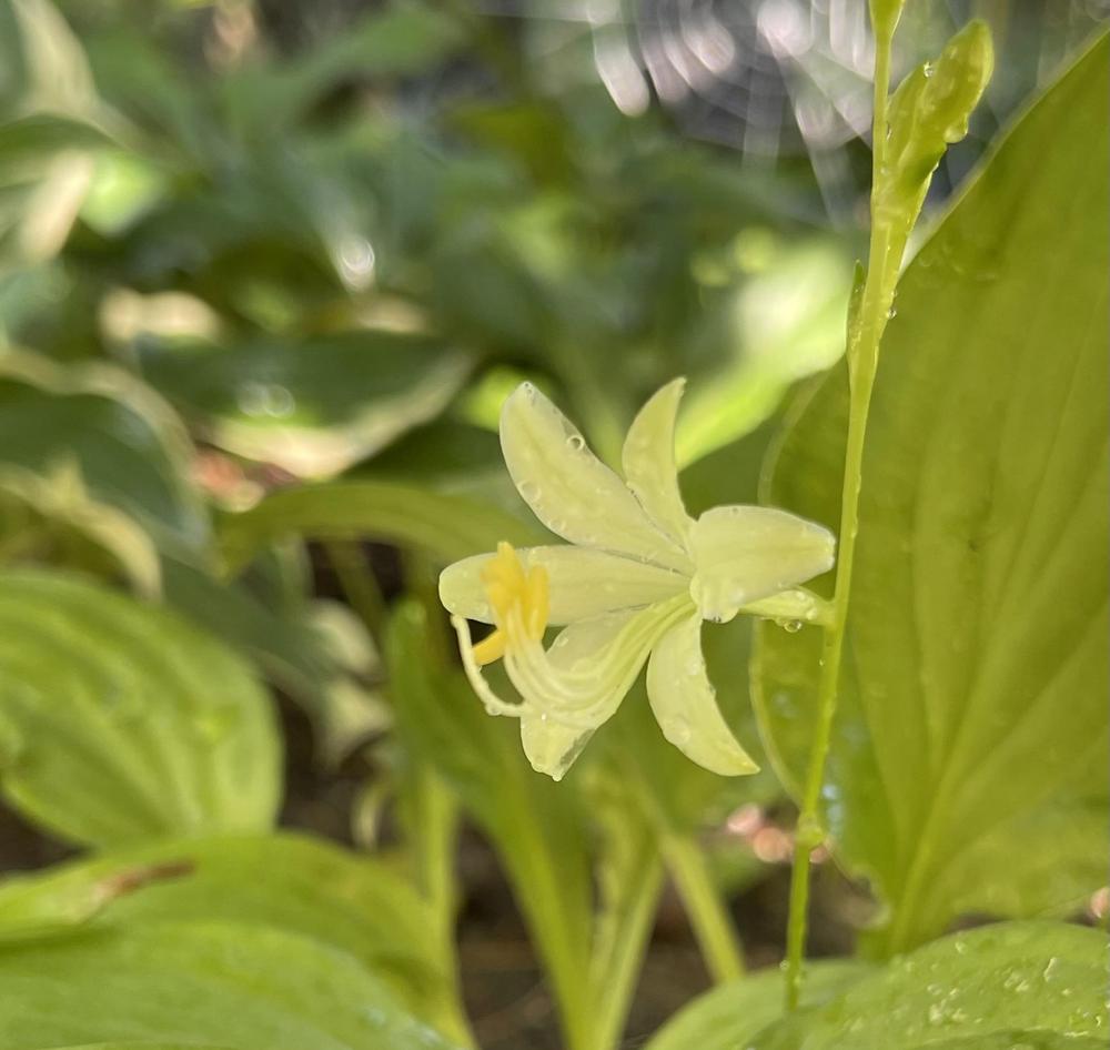 Miracle Lemony Hosta