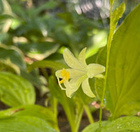 Miracle Lemony Hosta