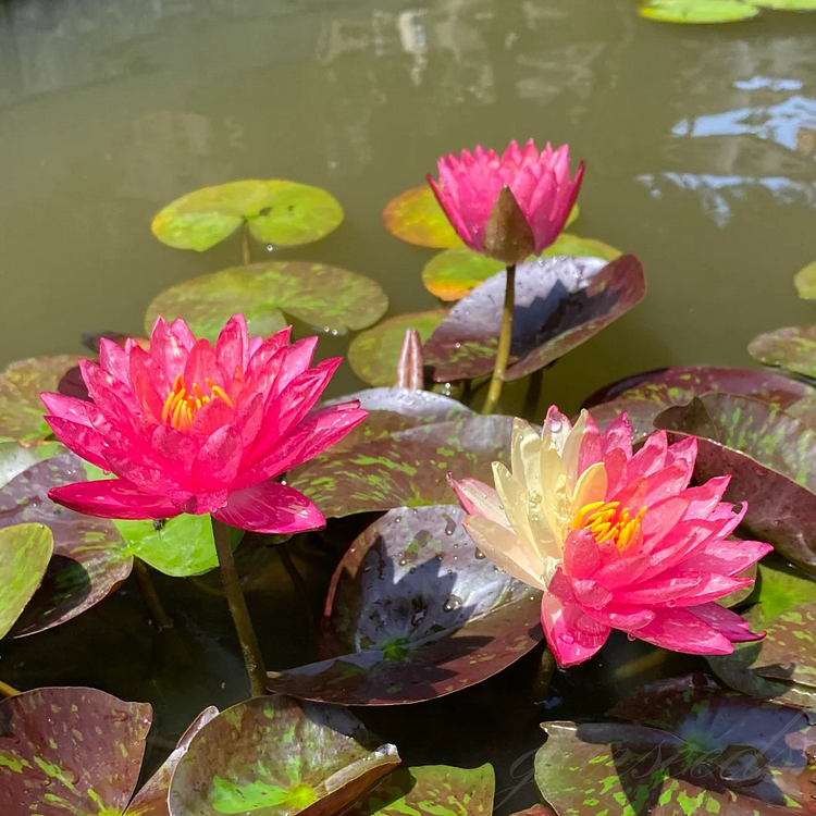 Dual-Color Lotus Seeds