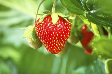 Strawberry Seeds