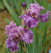 Just Witchery Bearded Iris Seeds