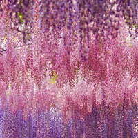 Pink Wisteria Seeds