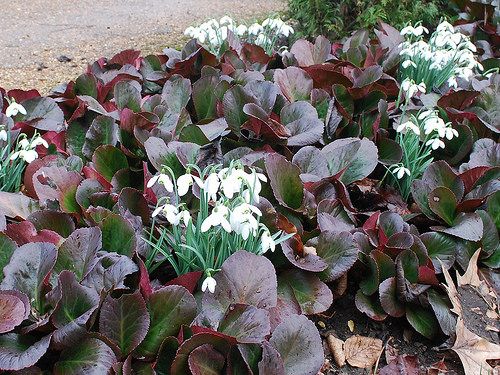 Bressingham Ruby Bergenia