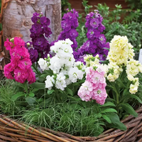 Double-flowered Violet Seeds
