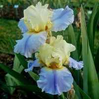 Easter Candy Bearded Iris Seeds