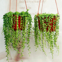 Pearl Chlorophytum Seeds