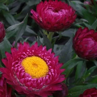 Strawflower Seeds Purple Red