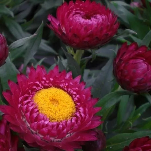 Strawflower Seeds Purple Red