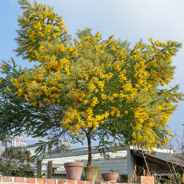 Cootamundra Wattle Flower Seeds