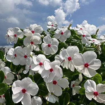 Periwinkle Flower Seeds