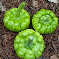 Gingerhandle Melon Seeds