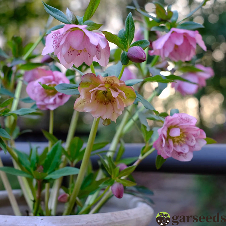 Helleborus Christmas Rose Flower Seeds