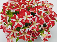 Petunia- Red and White Star