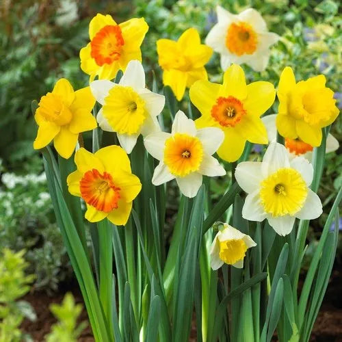 Narcissus - Daffodil Bulbs
